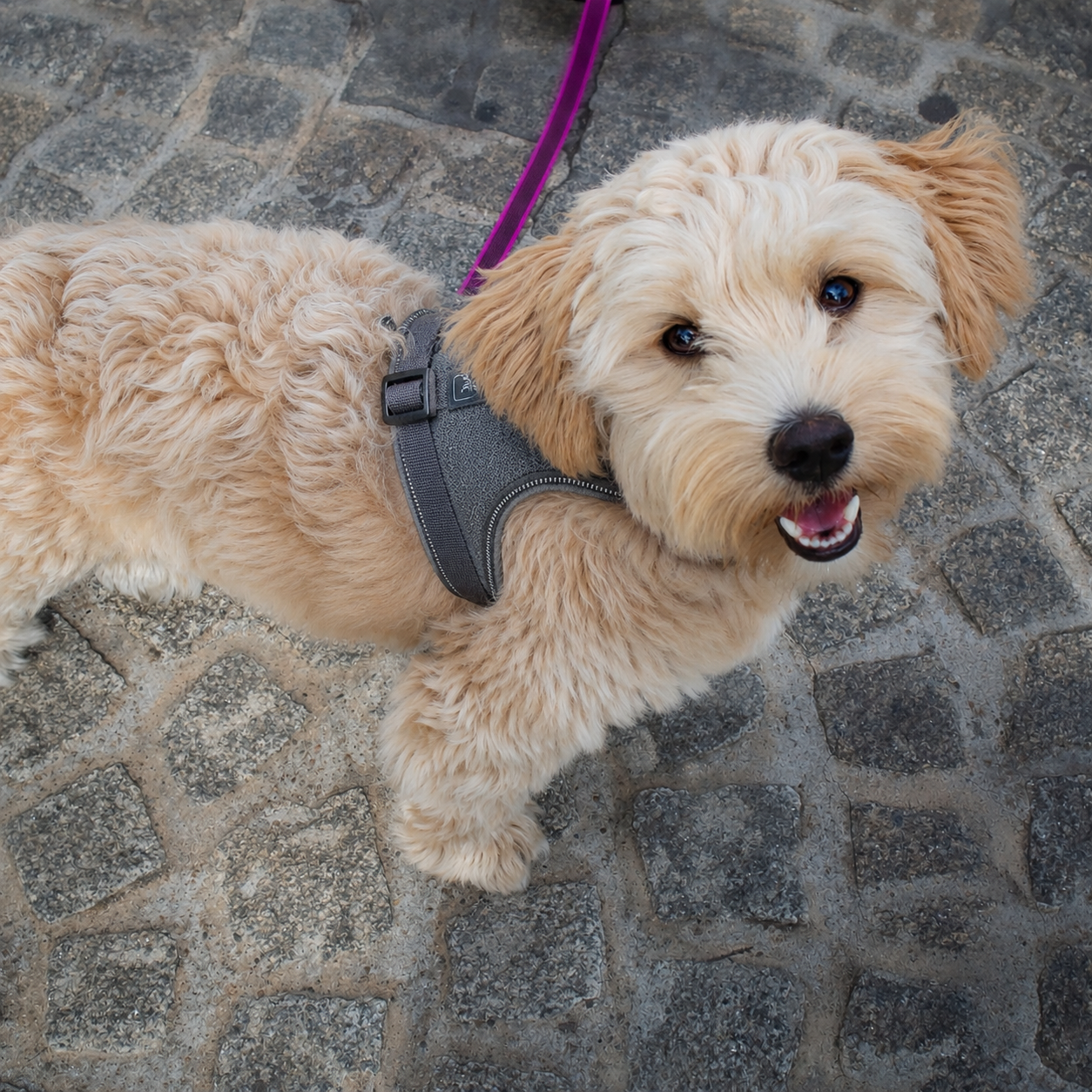 A young Golden Retriever puppy smiling on a cobblestone path