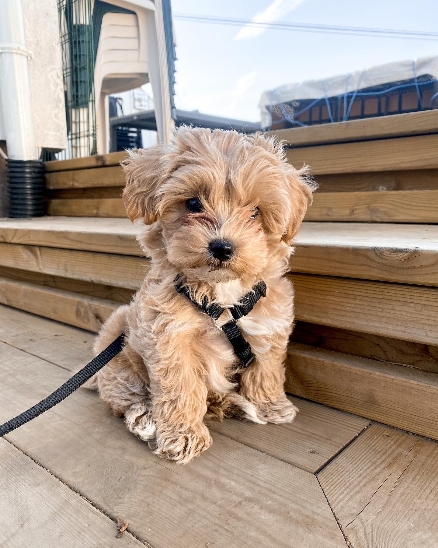 Sunny, a 9 weeks old Warm apricot gold Golden Retriever puppy