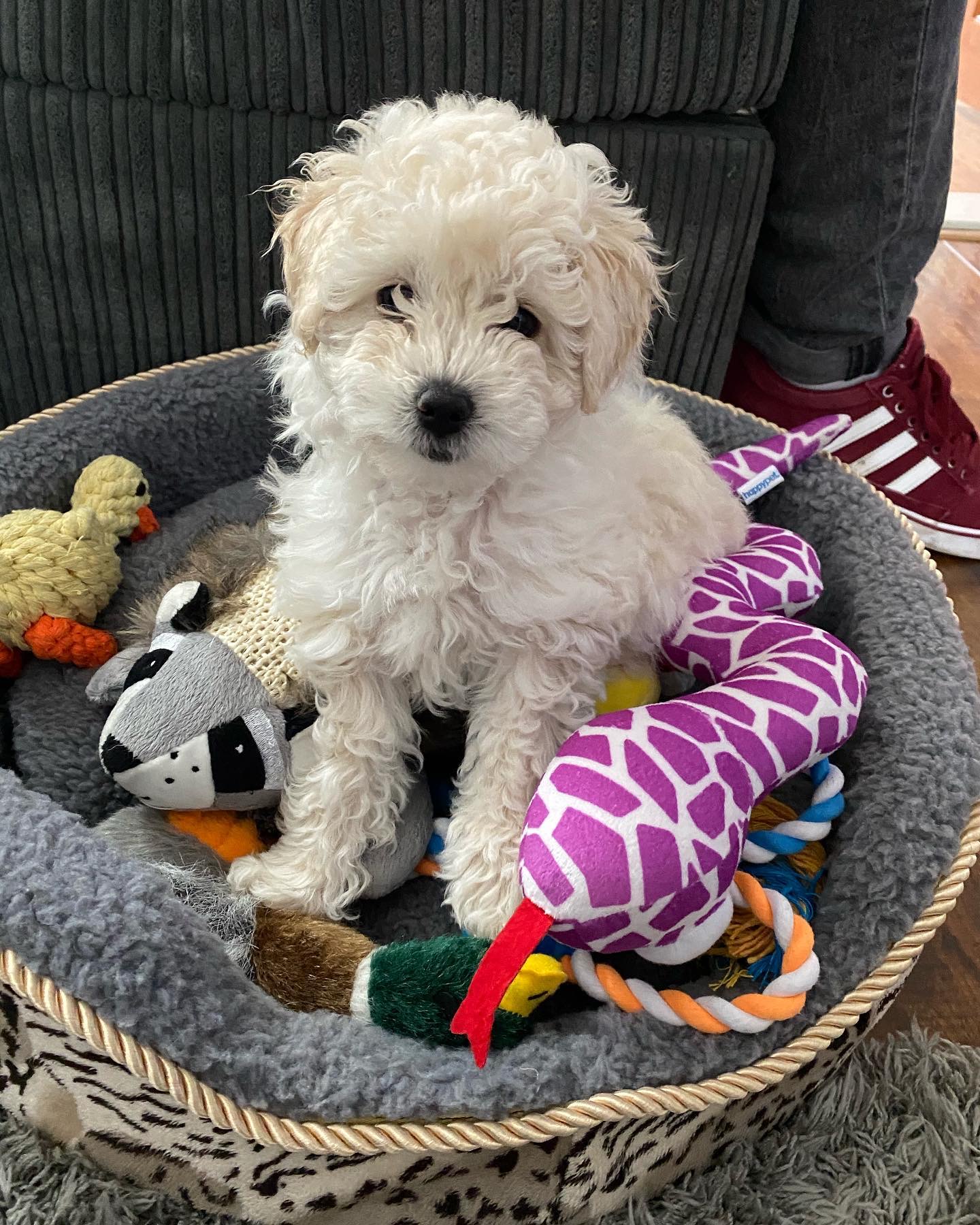 Cooper, a 10 weeks old Bright white cream Golden Retriever puppy