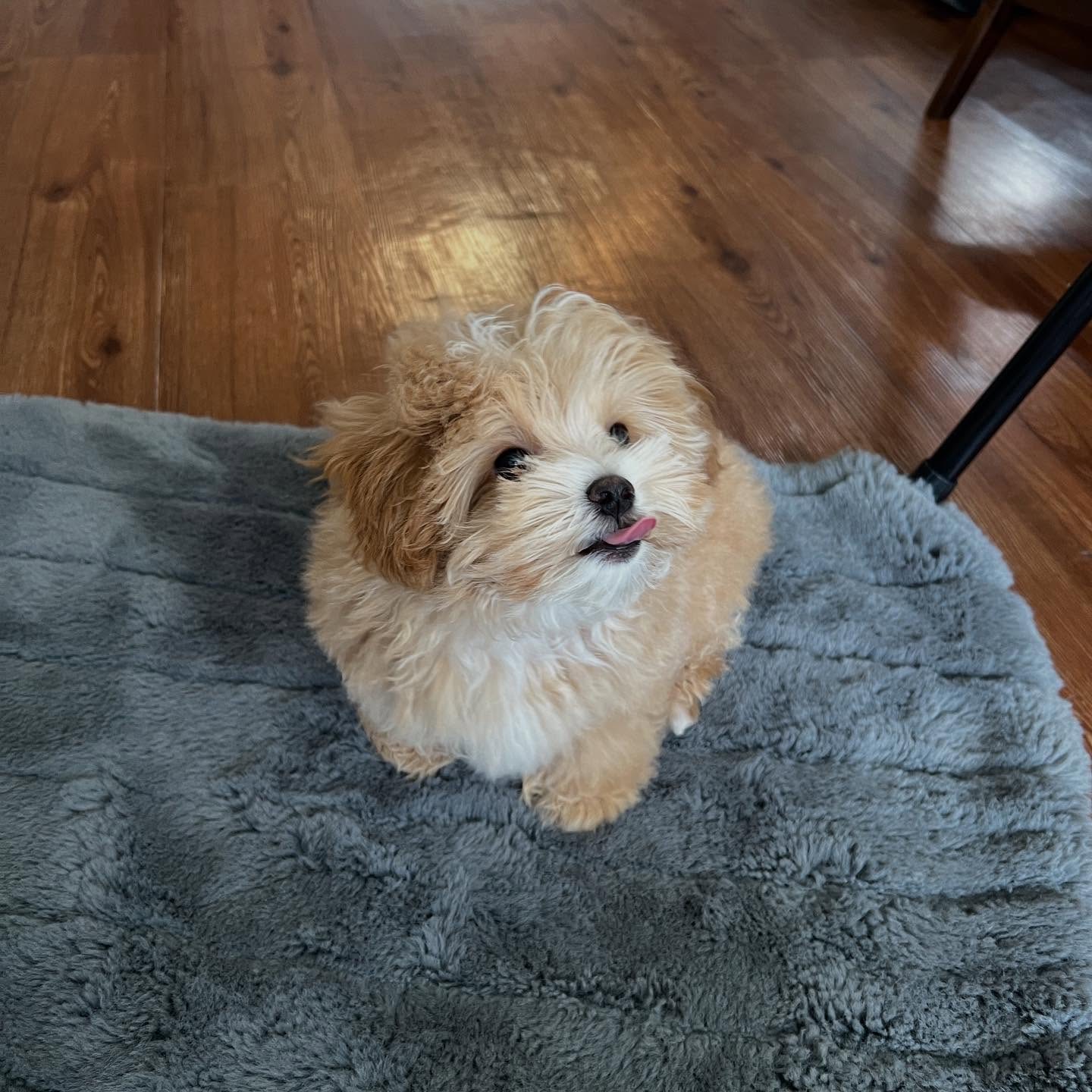 Daisy, a 8 weeks old Cream with apricot ears Golden Retriever puppy