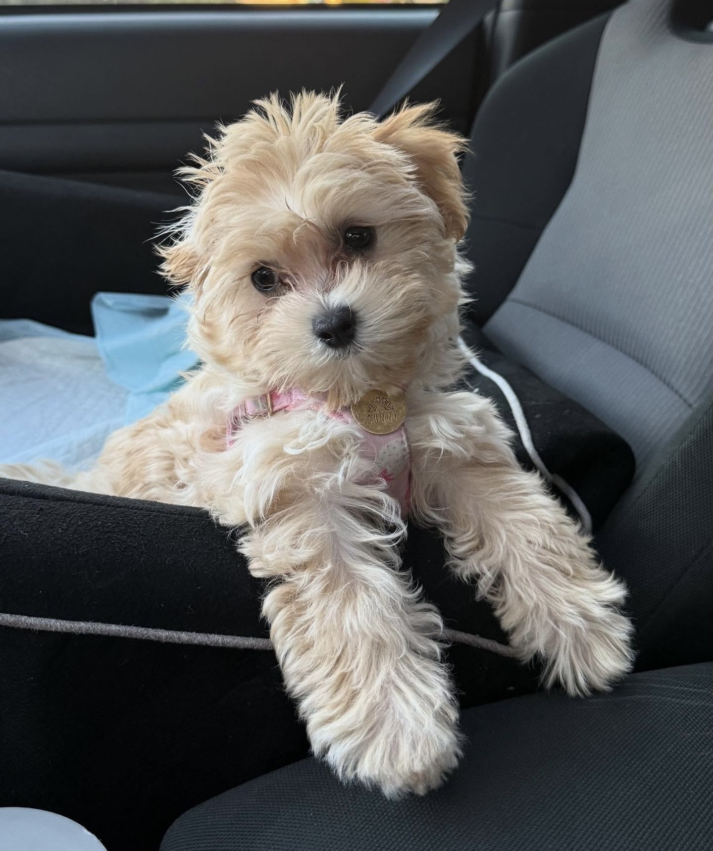 Maple, a 11 weeks old Soft apricot cream Golden Retriever puppy