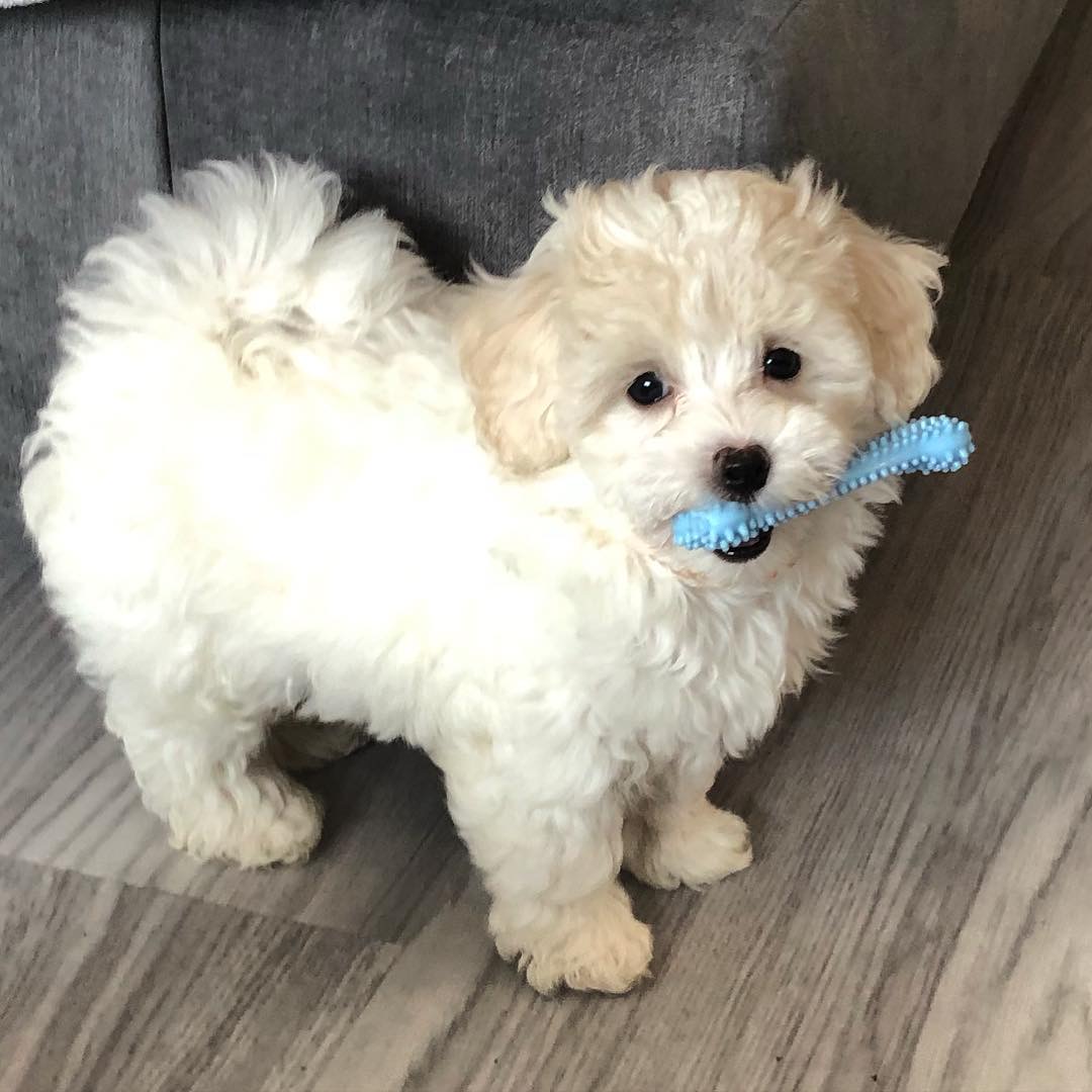 Biscuit, a 9 weeks old Ivory cream Golden Retriever puppy