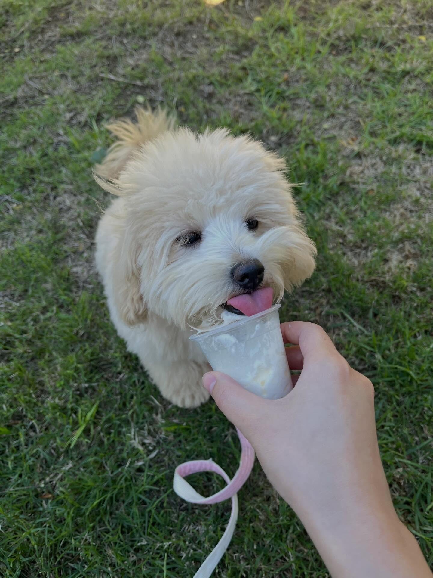Willow, a 10 weeks old Pale champagne cream Golden Retriever puppy